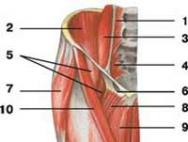 musculus anconeus – локтевая мышца