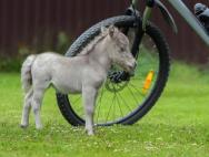 Das möglicherweise kleinste Pferd der Welt wurde im Leningrader Gebiet geboren Das kleinste Fohlen