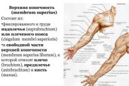 Причины возникновения и лечение боли в плечевом суставе Длинная головка двуглавой мышцы плеча латынь