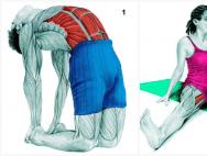 Анатомия растяжки: упражнения для всего тела в картинках Комплексная растяжка на все тело